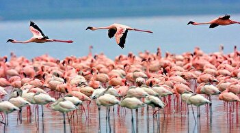 عکس/ چشم انداز شگفت انگیز از غروب میانکاله در آغوش دماوند