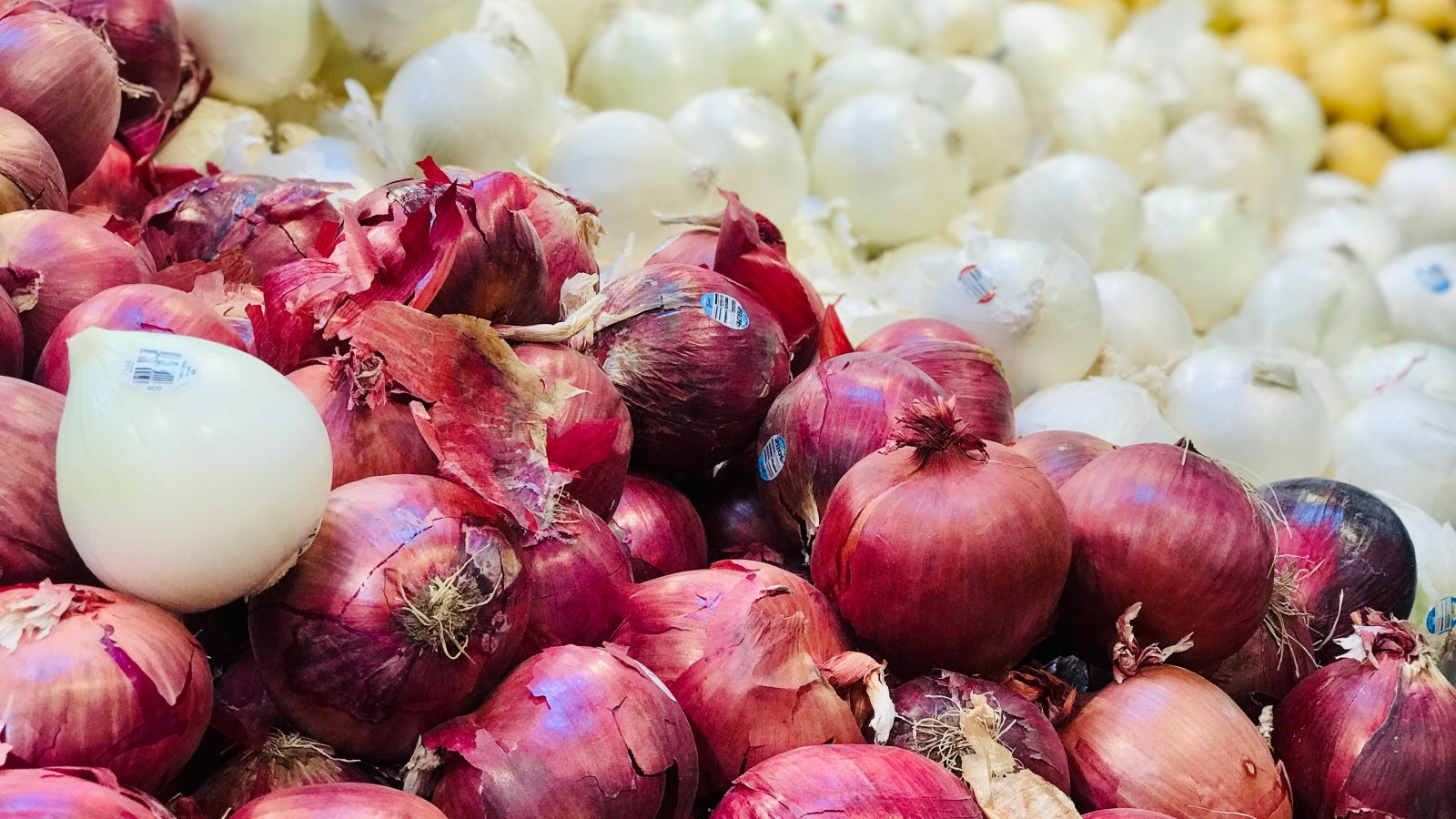 بررسی تفاوتهای تغذیهای پیاز سفید و قرمز بررسی تفاوتهای تغذیهای پیاز سفید و قرمز