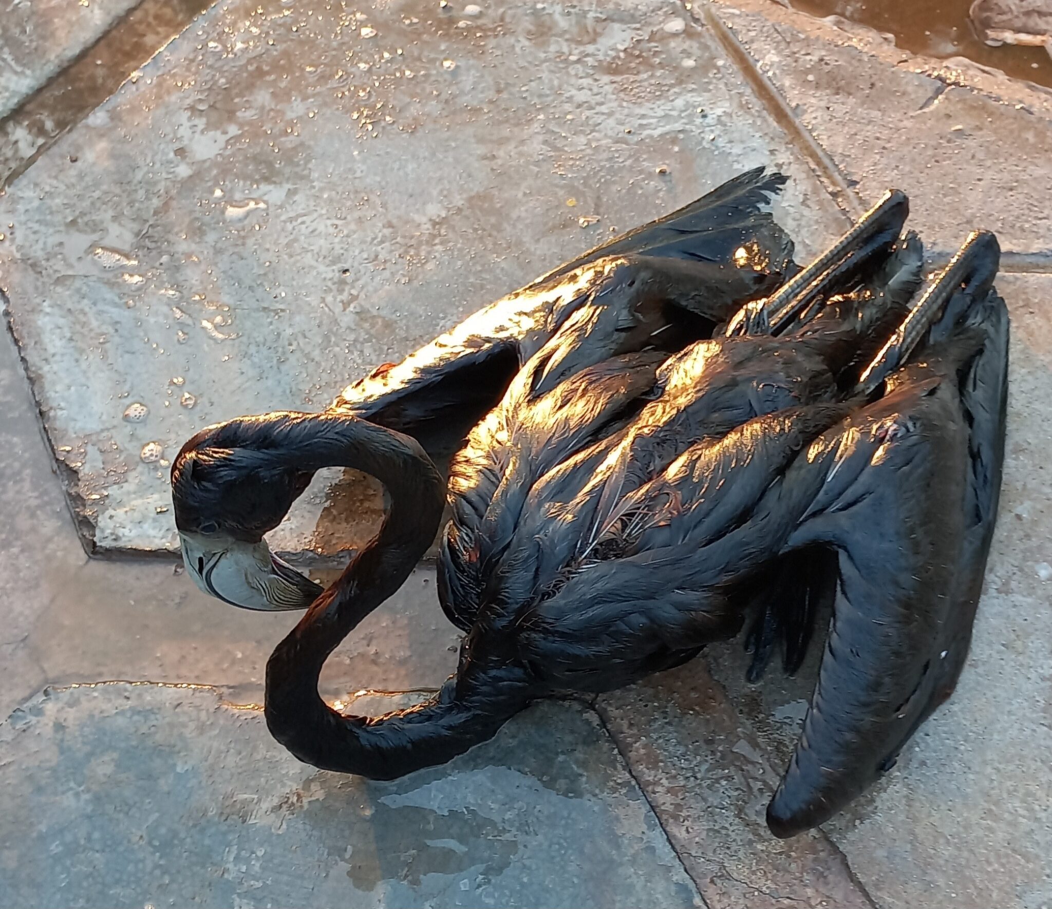 فلامینگوی سیاه فلامینگوی سیاه