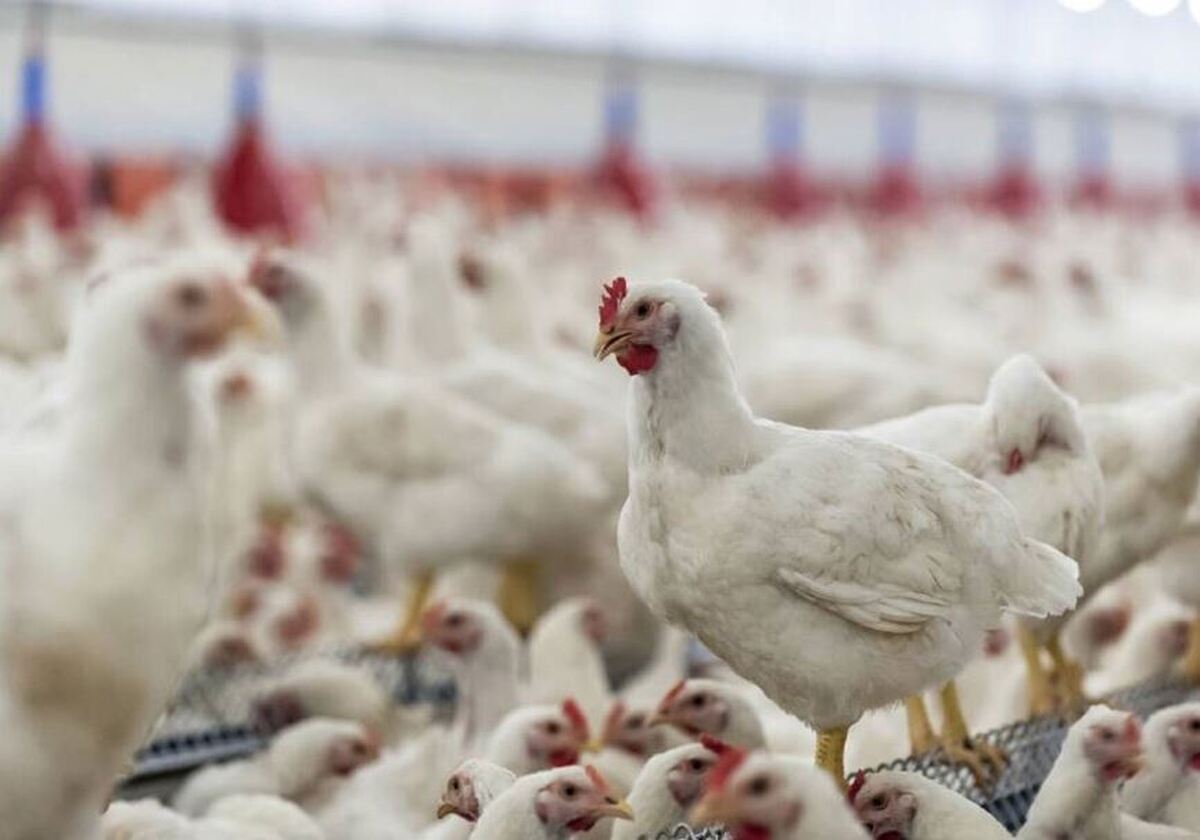 پاسخ دامپزشکی به ادعای ورود مرغ‌های هورمونی به بازار