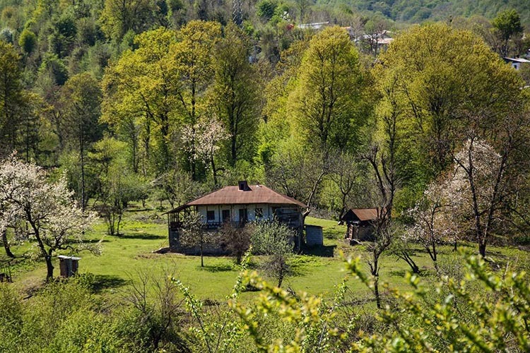 ویلا سازی در جنگل های شمال ویلا سازی در جنگل های شمال