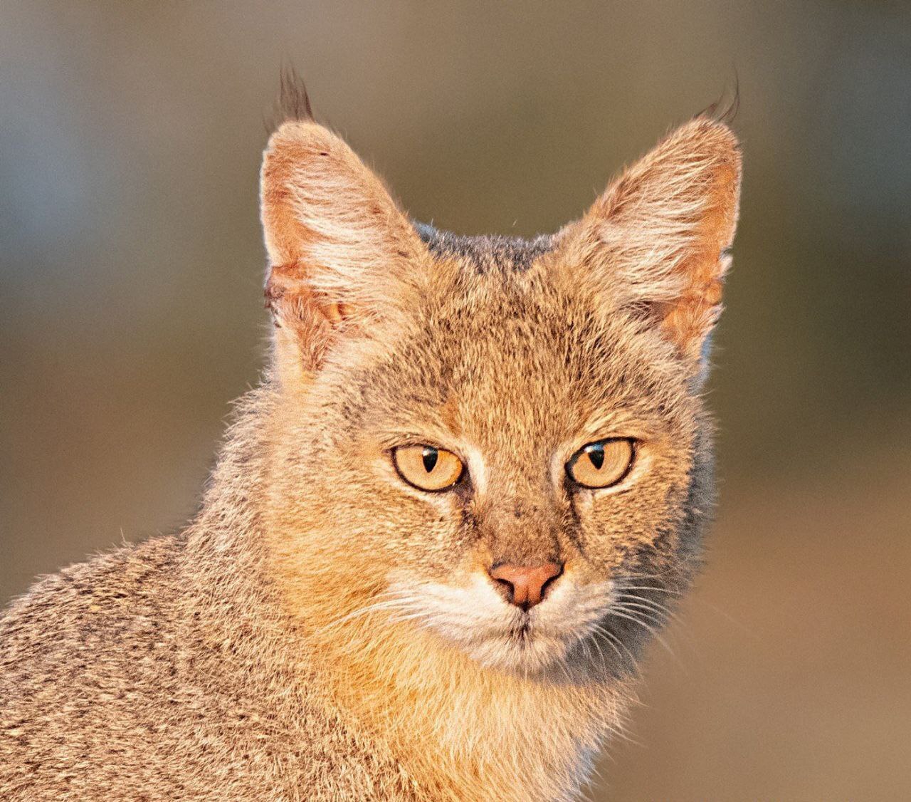 گربه‌ی جنگلی هرمزگان با رنگ چشم عجیب