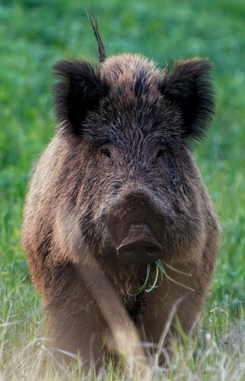 گراز با گوش‌های مخملی در پارک ملی گلستان