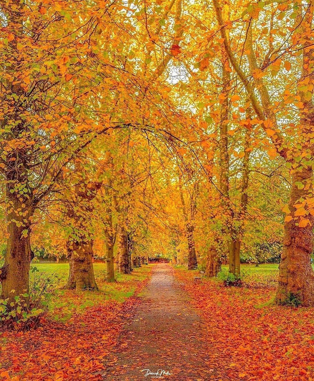 پاییز هزار رنگ لندن