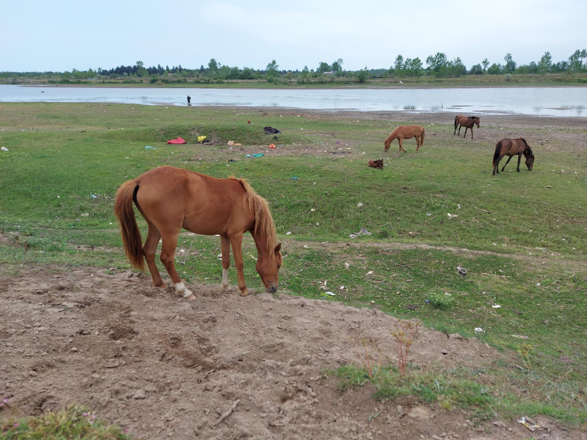 پارک ملی بوجاق در بندر کیاشهر پارک ملی بوجاق در بندر کیاشهر