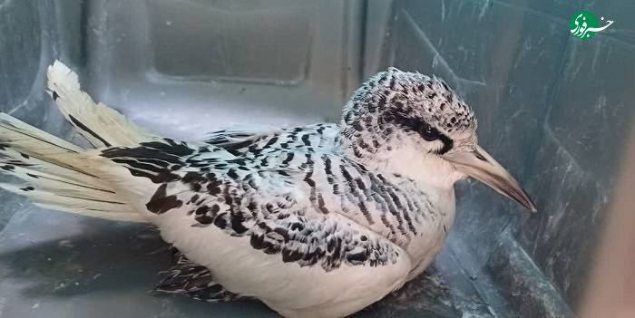 پرنده نوک سرخ دریایی در هرمزگان