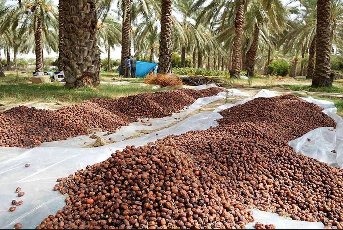 افزایش نجومی قیمت خرما در ایران افزایش نجومی قیمت خرما در ایران