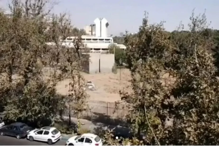 قطع درختان موزه فرش قطع درختان موزه فرش