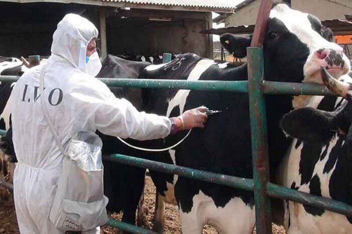 دام آلوده دام آلوده