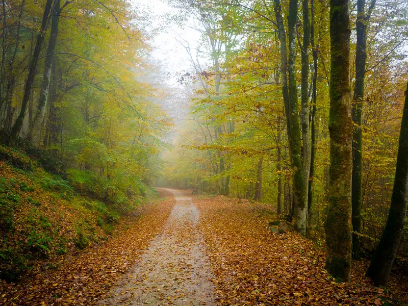 همه چیز درباره جنگل هیرکانی/ پوشش گیاهی، درختان و حیات وحش میراث سبز شمال ایران جنگل هیرکانی