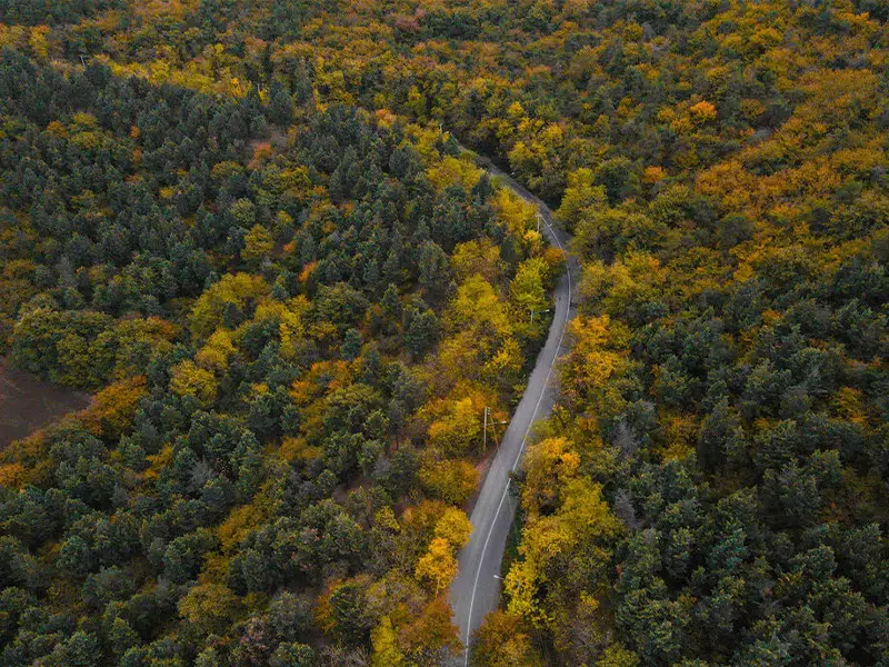 همه چیز درباره جنگل هیرکانی/ پوشش گیاهی، درختان و حیات وحش میراث سبز شمال ایران جنگل های هیرکانی شمال ایران