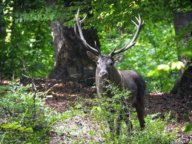 همه چیز درباره جنگل هیرکانی/ پوشش گیاهی، درختان و حیات وحش میراث سبز شمال ایران حیات وحش جنگل های هیرکانی