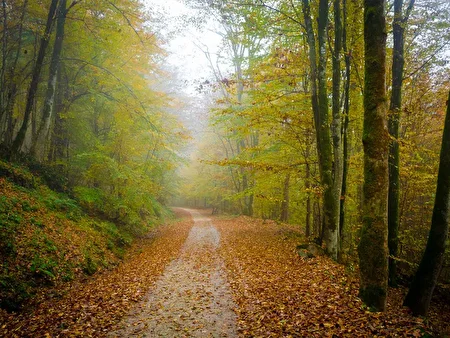 همه چیز درباره جنگل هیرکانی/ پوشش گیاهی، درختان و حیات وحش میراث سبز شمال ایران