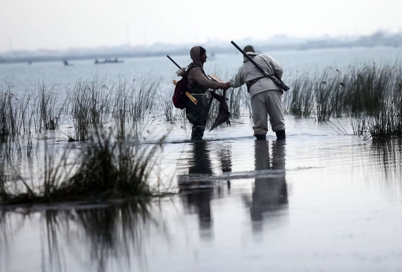 پرندگان مهاجر