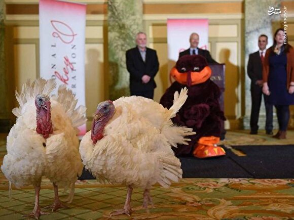 جشن روز شکرگزاری و مراسم عفو بوقلمون توسط رؤسای جمهور سابق آمریکا
