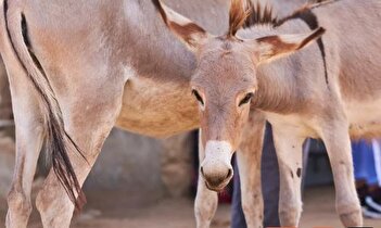 فیلم/ ورود غیر منتظره یک الاغ به پارلمان پاکستان