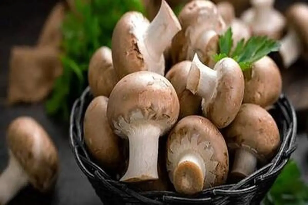 فواید ارزشمند قارچ برای محافظت از قلب فواید ارزشمند قارچ برای محافظت از قلب