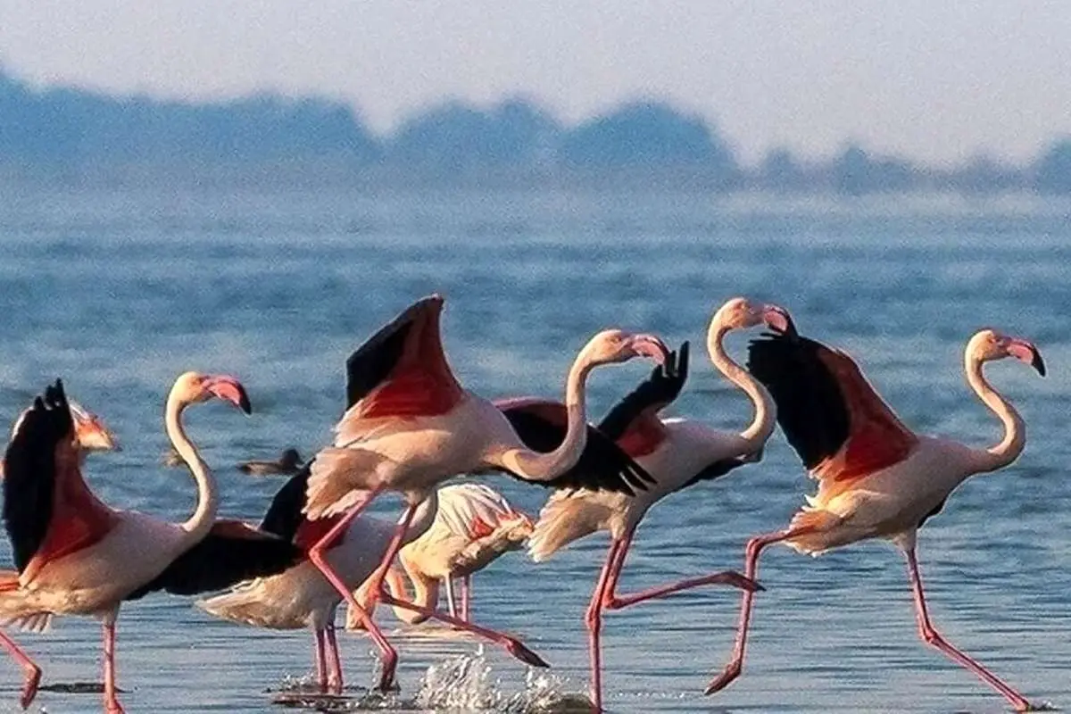 پرواز فلامینگوها در غروب تالاب میانکاله