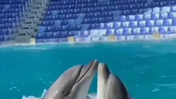 رقص گروهی دلفین‌ها همه را شوکه کرد + ویدئو