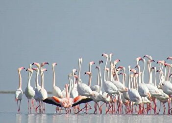 فیلم/ ورود گله بزرگ فلامینگو‌های مهاجر در پاییز ۱۴۰۴