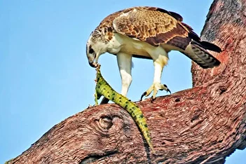 عکس/ عقاب جنگی دوباره به آسمان بازگشت