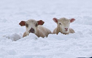 گوسفندان در برف یک متری کرمان گیر کردند + فیلم