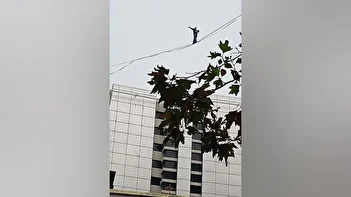 فیلم/ تازه‌ترین فیلم دختر بندباز شهریار