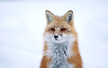 فیلم/ حضور روباه‌ها در خانه‌های مردم در شب برفی