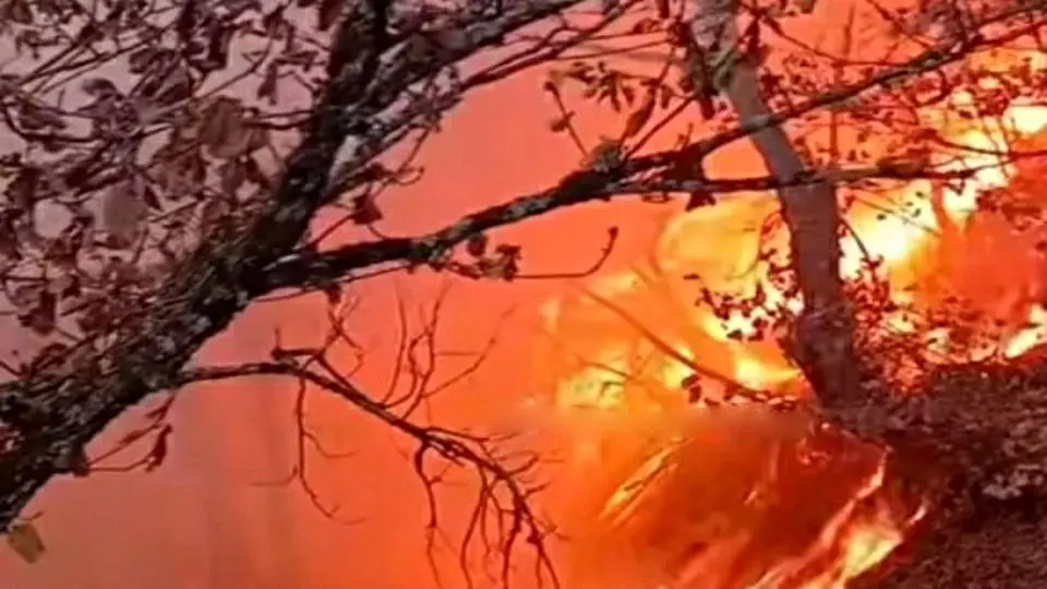 جنگل الیت شمال