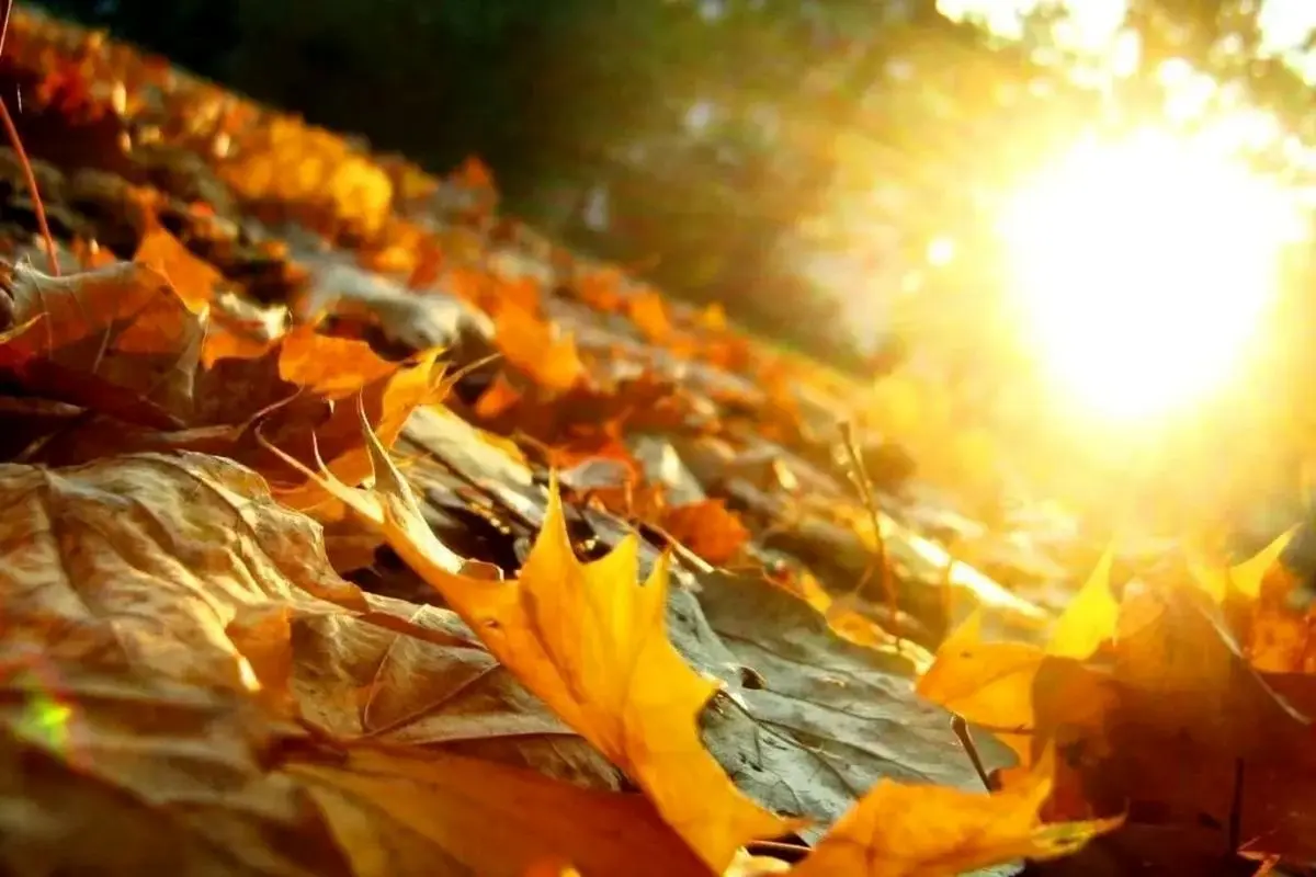 فواید آفتاب پاییز و نکاتی که درباره آن نمی‌دانید