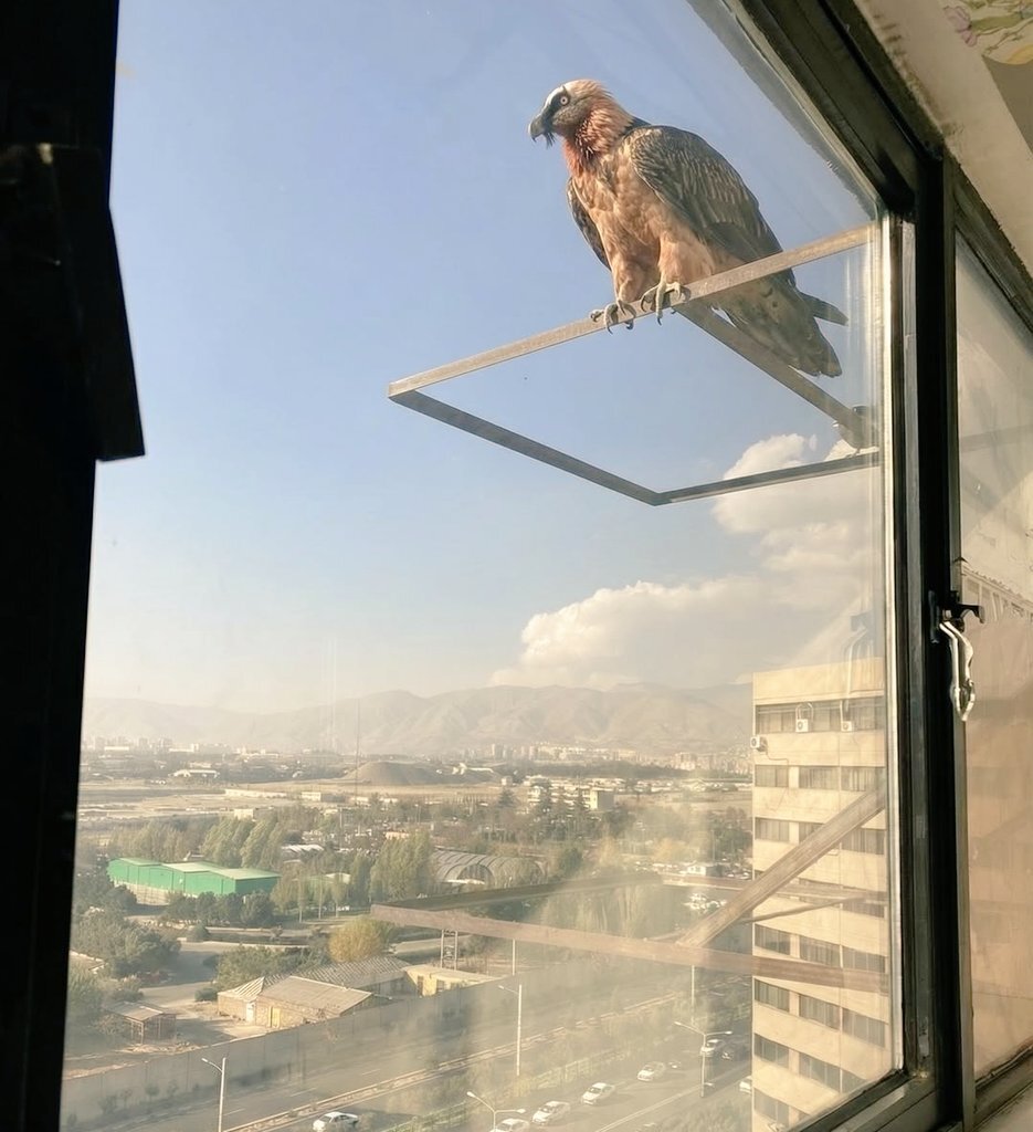 ساکنان تهران با همای سعادت غافلگیر شدند