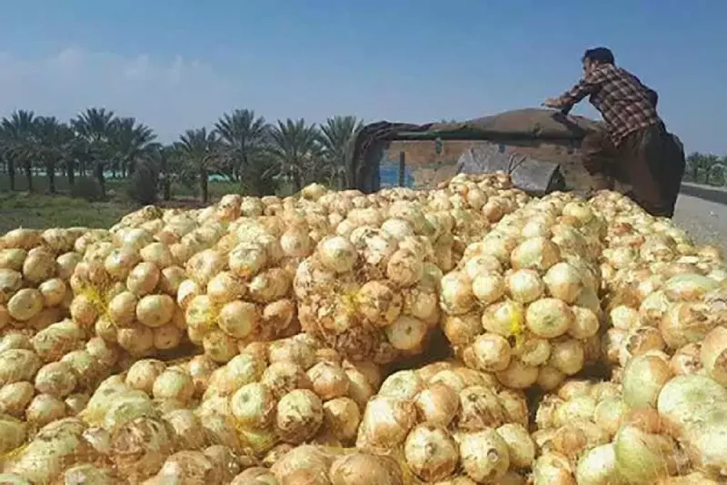 جزئیات تازه از بازار پیاز و سیب زمینی
