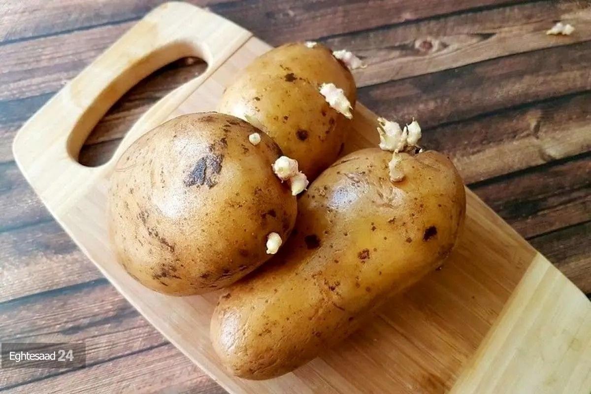 سیبزمینی جوانه زده و سمی