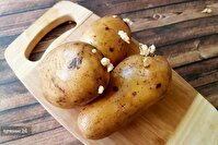 سیب‌زمینی سمی را از ظاهرش بشناسید؛ نکات حیاتی که هنگام خرید باید بدانید