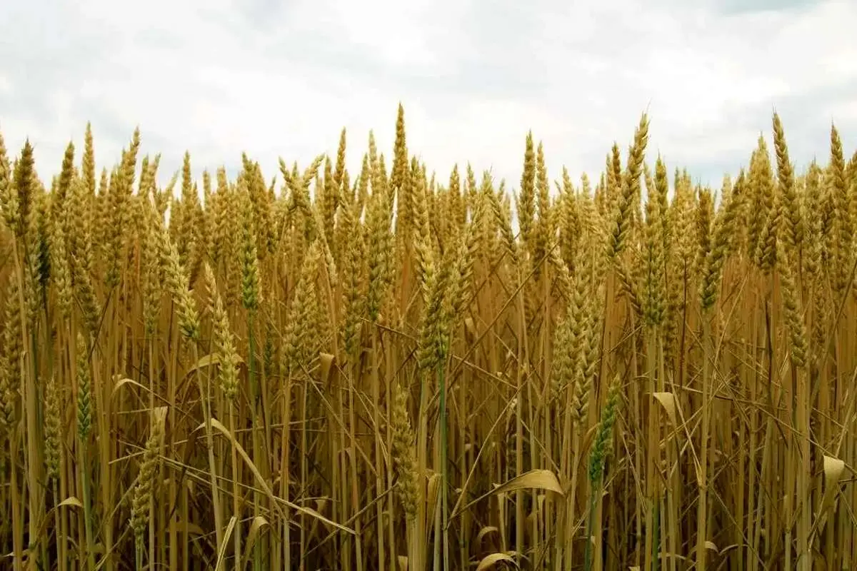 قیمت تضمینی گندم