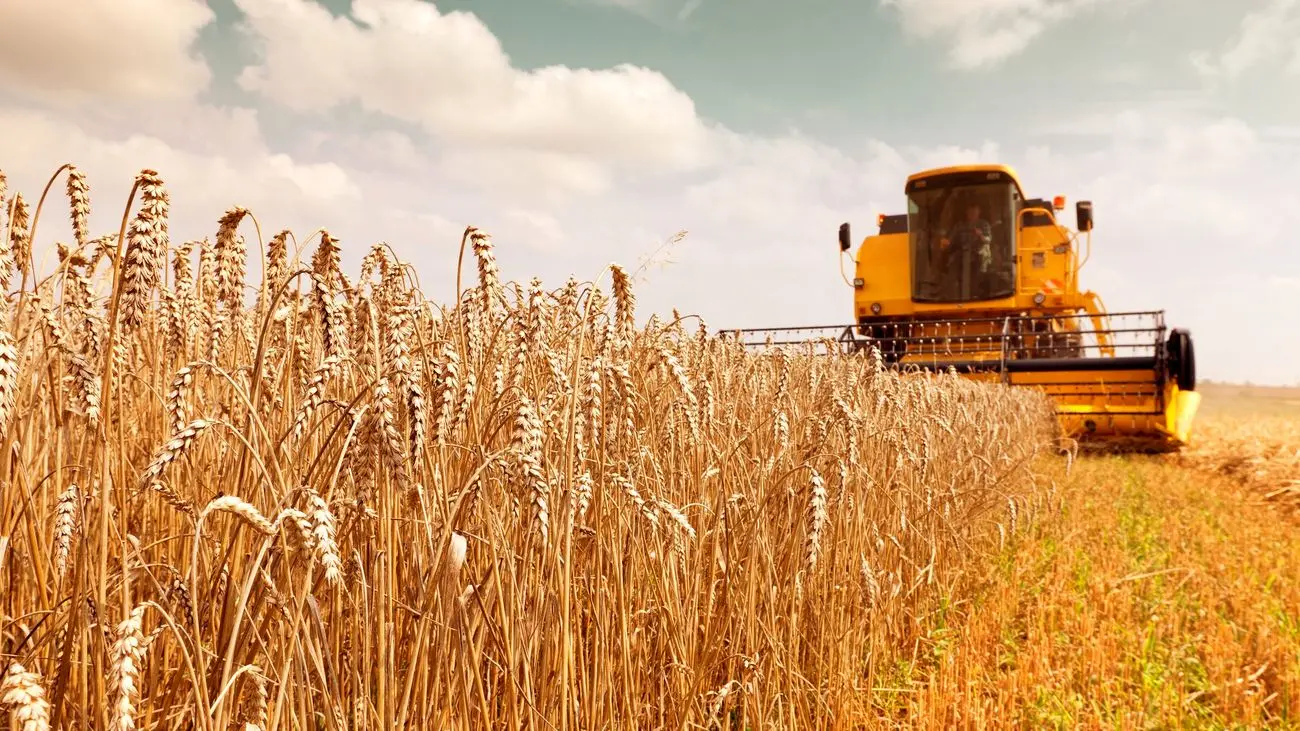 قیمت جدید گندم در سال ۱۴۰۵ اعلام شد