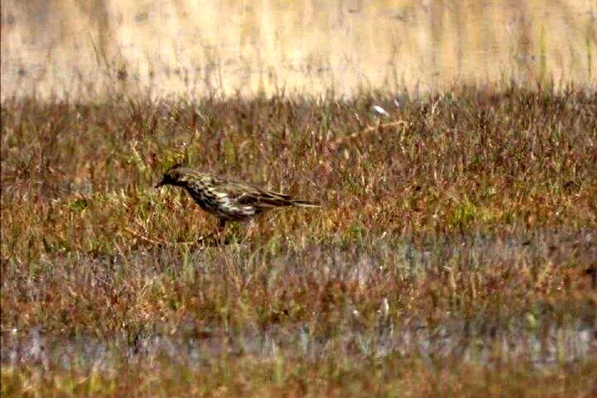 پرنده جدید در گندمان