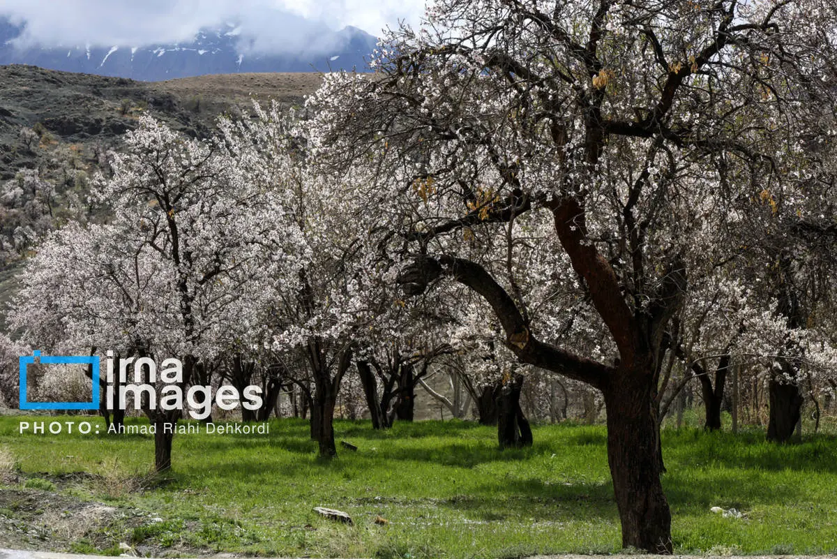 عکس دلبرانه‌های بهاری