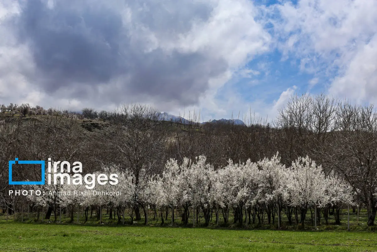 شکوفه های بهاری در چهارمحال