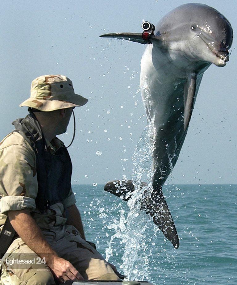 سلاح عجیب دلفین‌های نظامی