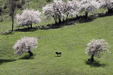 لبخند شکوفه‌های بهاری در ارتفاعات کوهستانی چالوس