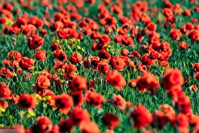 طبیعت چشم نواز و هزار رنگ جلگه ارومیه
