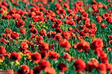 طبیعت چشم نواز و هزار رنگ جلگه ارومیه