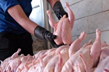 ریزش چشمگیر قیمت مرغ در راه است