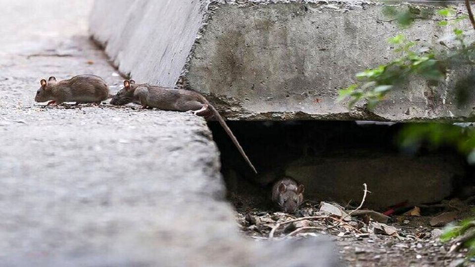 چرا تعداد موشهای تهران هر روز بیشتر می شود ؟