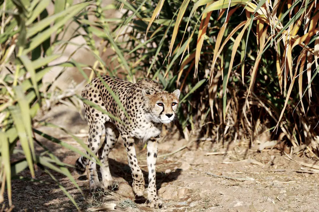 حمله موشکی به خانه یوزپلنگ آسیایی