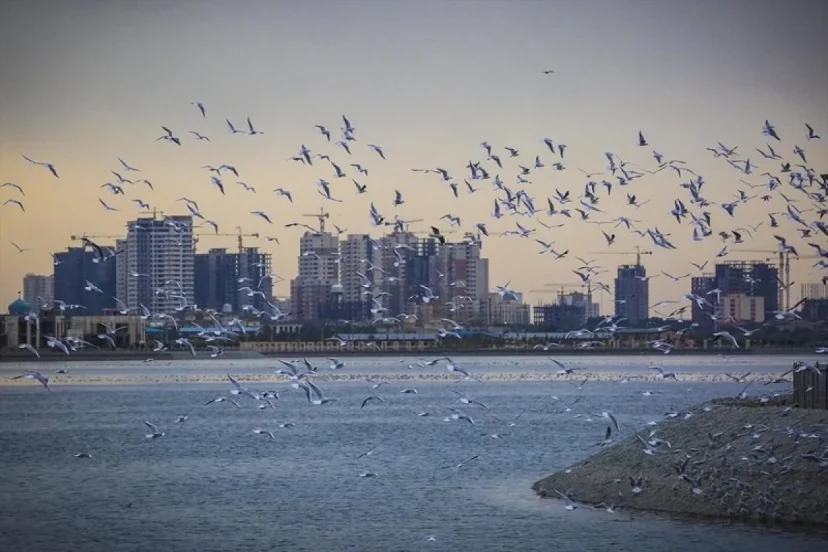 اکوسیستم در بحران/ماجرای مشاهده حشرات ریز دریاچه چیتگر چیست؟