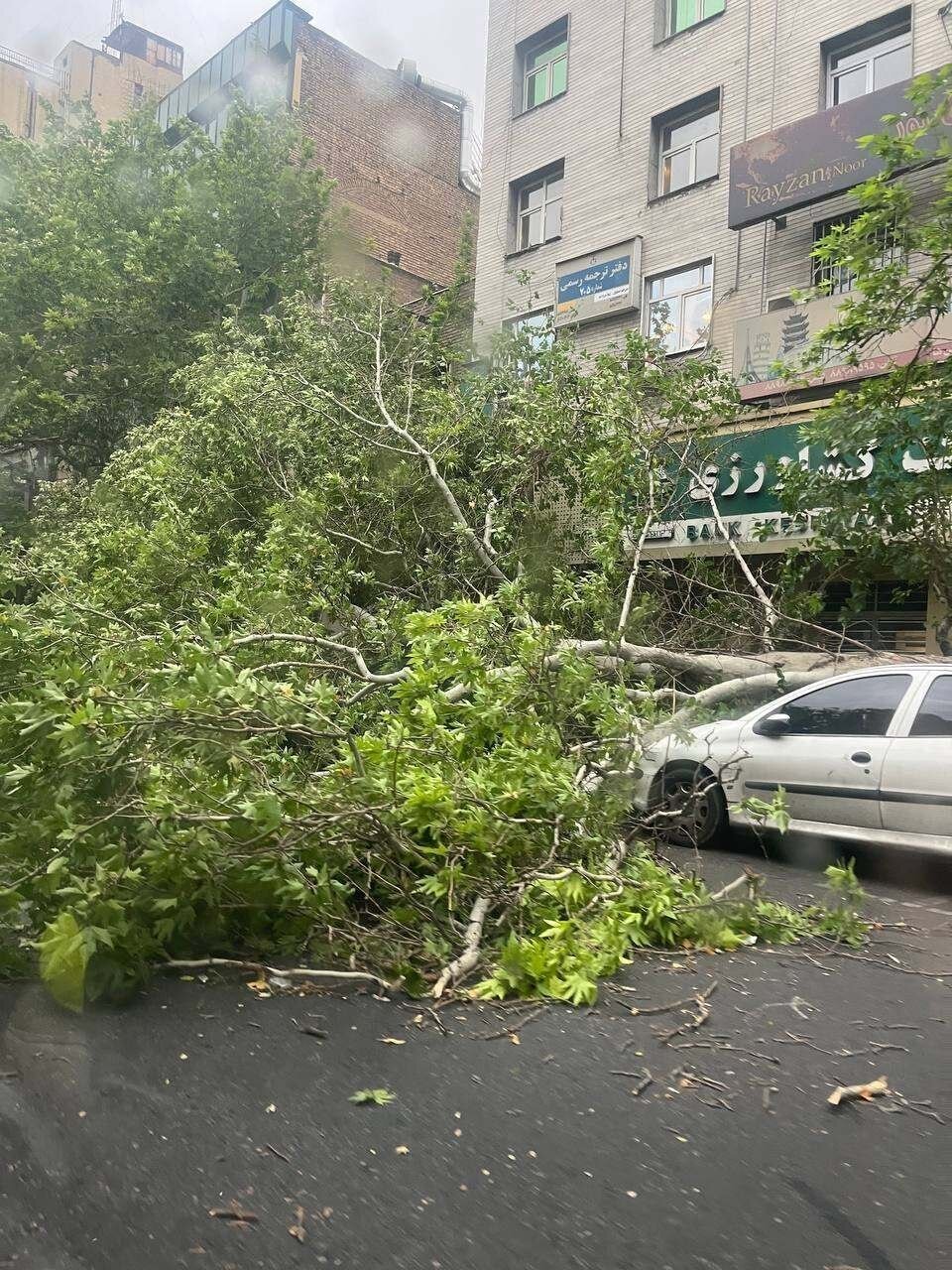 سقوط چند درخت در بلوار کشاورز تهران