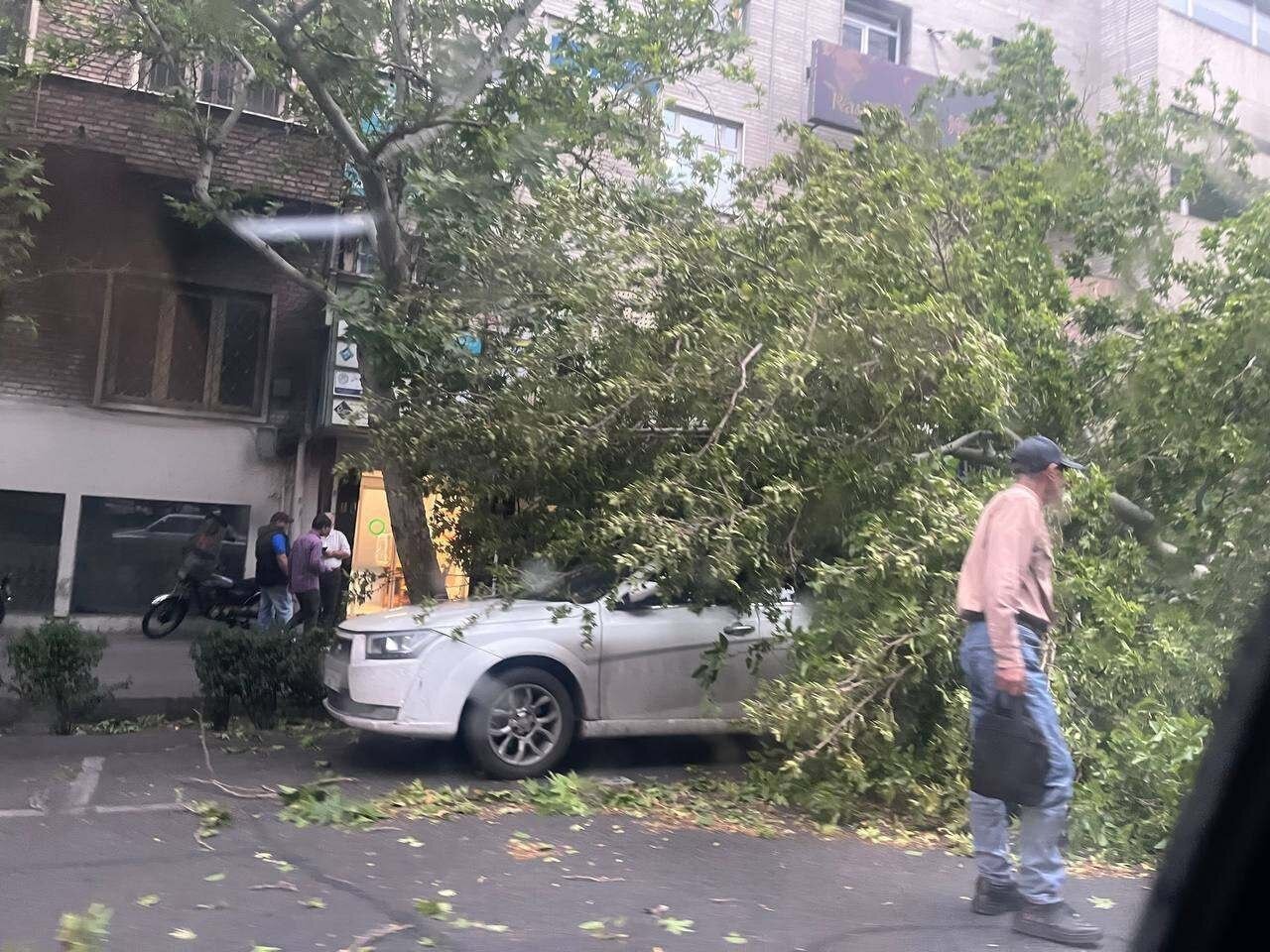 سقوط چند درخت در بلوار کشاورز تهران