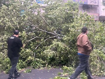 عکس/ سقوط چند درخت در بلوار کشاورز تهران